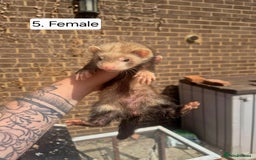 Ferret rodents for sale: Ferret kits - Image 8