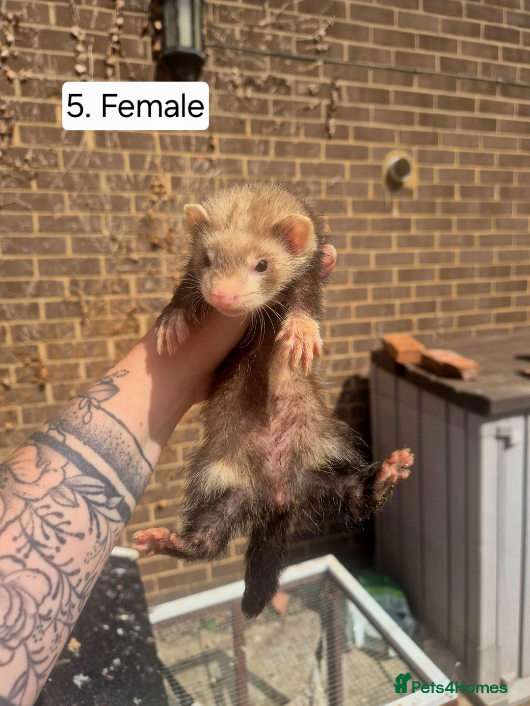 Ferret rodents for sale: Ferret kits - Image 8
