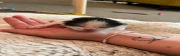 Mixed Breed cats for sale: Beautiful black and white kittens in Malvern - Advert 13