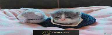 British Shorthair Kitten 3