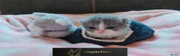 British Shorthair cats for sale: GCCF REGISTERED CHUNKY BRITISH SHORTHAIR KITTENS  - Advert 5