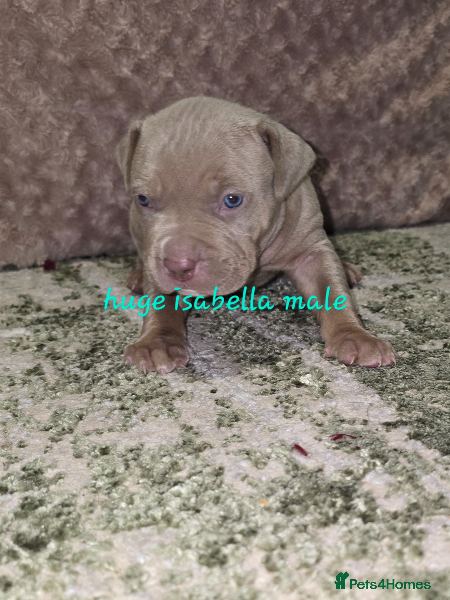 American Bulldog dogs American bulldog puppies - Advert 1