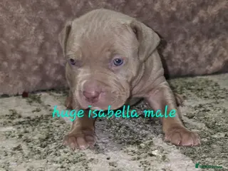 American Bulldog dogs American bulldog puppies - Advert 1