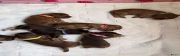 Cocker Spaniel dogs for sale: 🌟 OUTSTANDING KC SHOW COCKER SPANIELS 🌟 - Advert 10