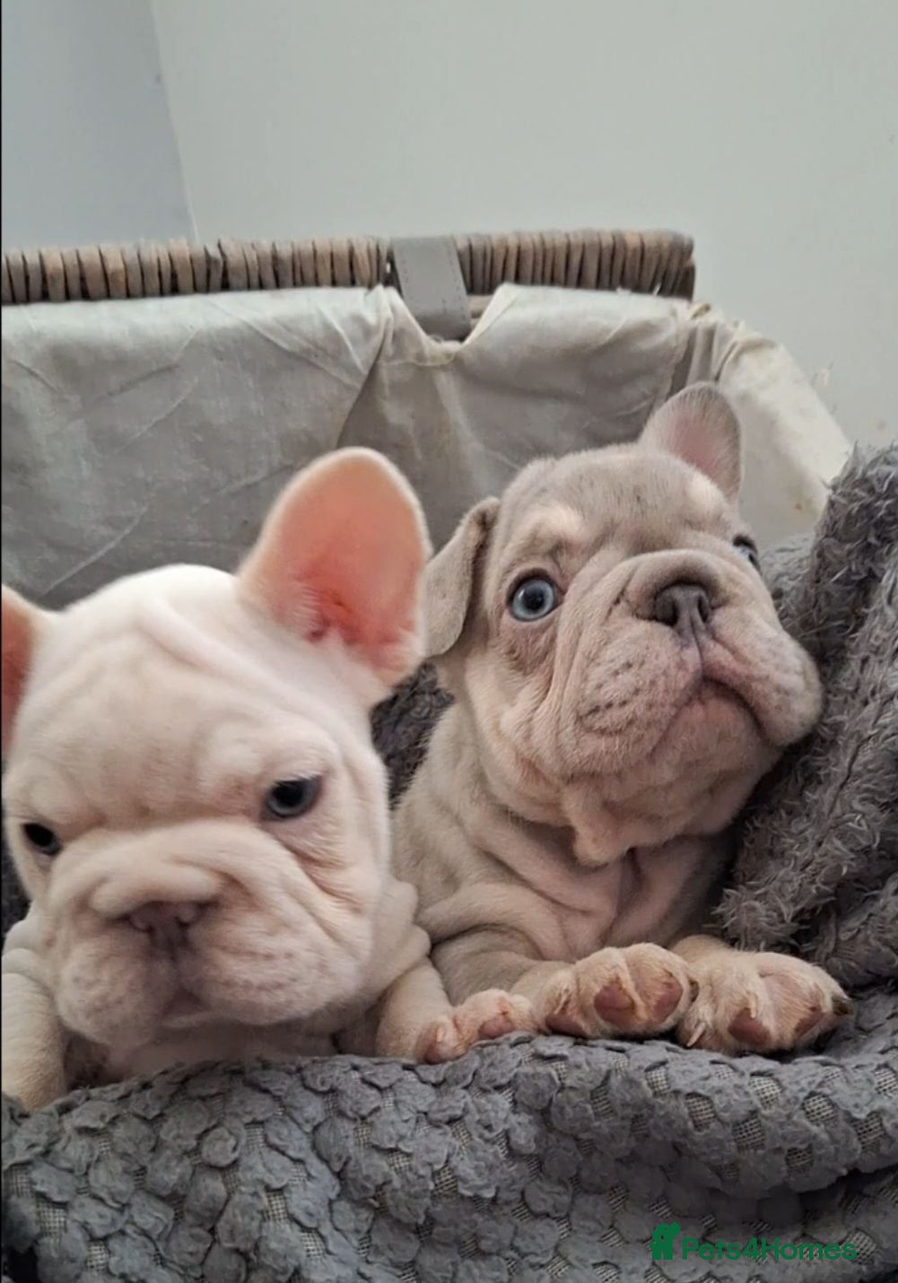 French Bulldog dogs Beautiful  pups ready to go - Advert 5