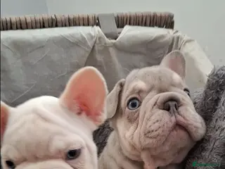 French Bulldog dogs Beautiful pups ready to go - Advert 1