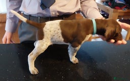 German Shorthaired Pointer dogs for sale: Amazing male GSP Puppy.  Available 5th Oct. - Image 6