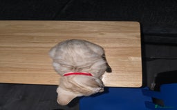 Bengal cats for sale: BLUE EYE SNOW BENGAL LYNC TICA ACTIVE - Image 22