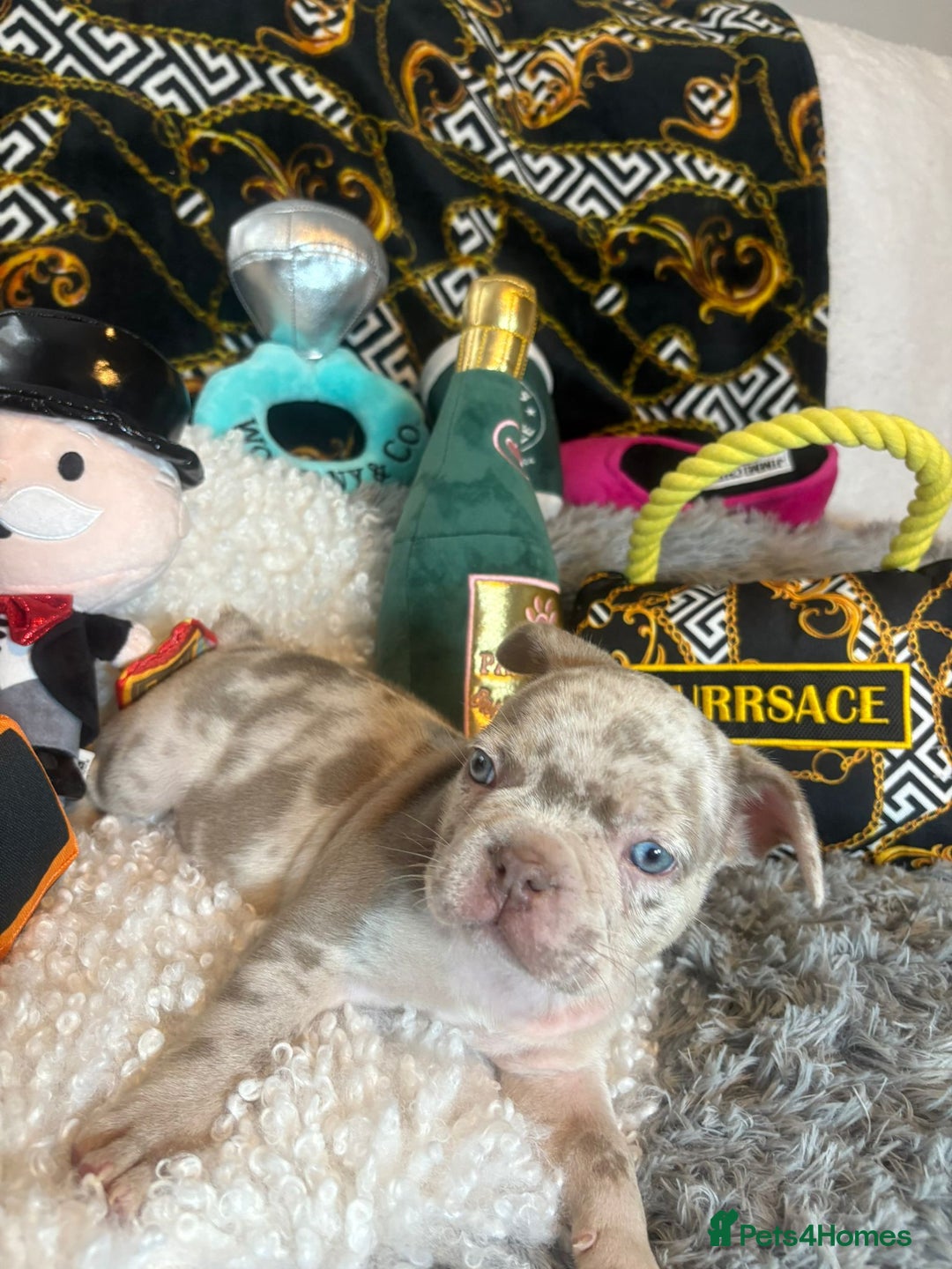 French Bulldog dogs for sale: Stunning Newshade French Bulldog Puppies - Image 25