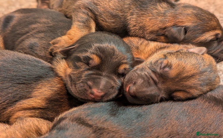 German Shepherd dogs - Advert 2