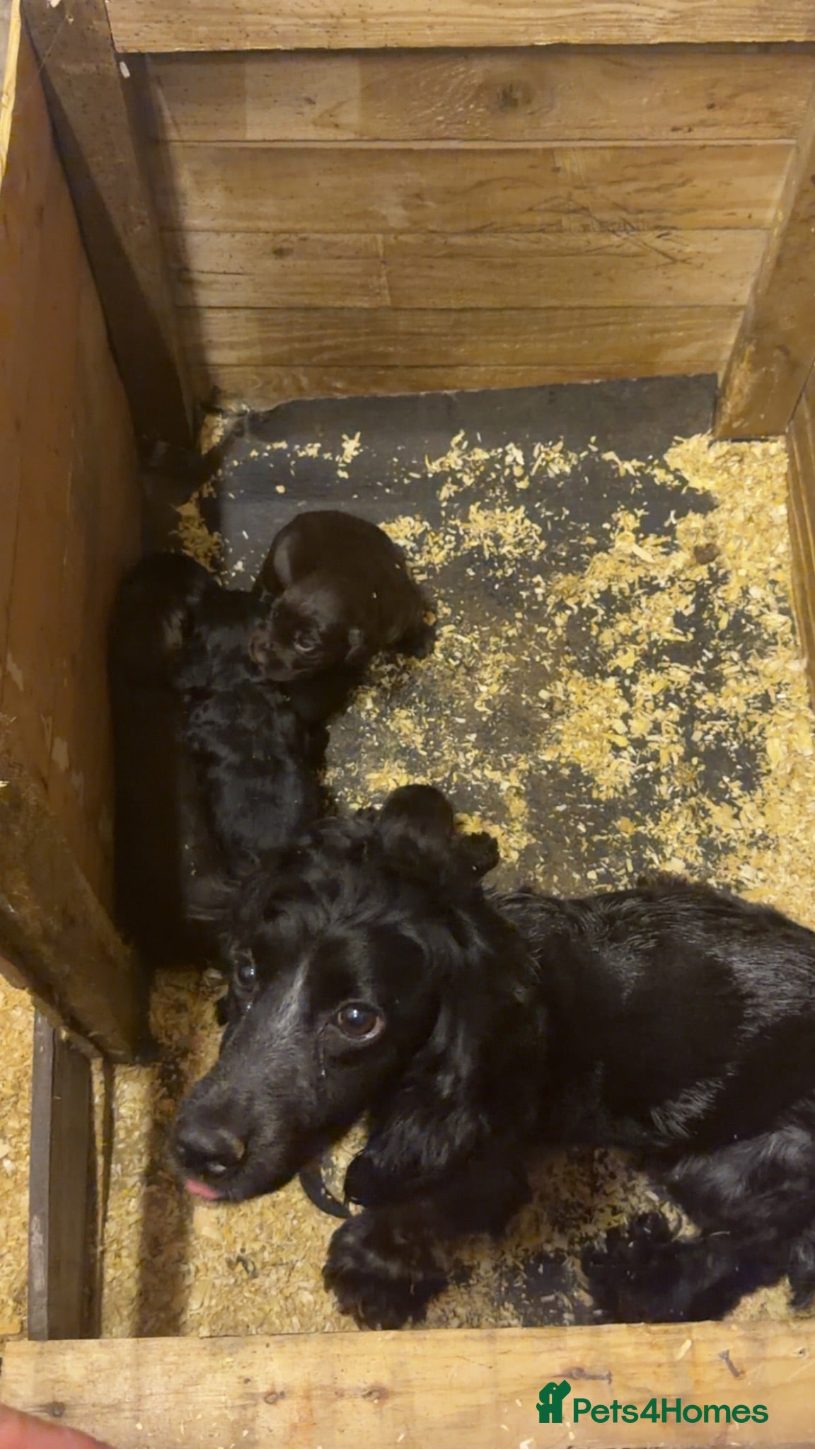 Cocker Spaniel dogs Cocker spaniel puppies - Advert 3