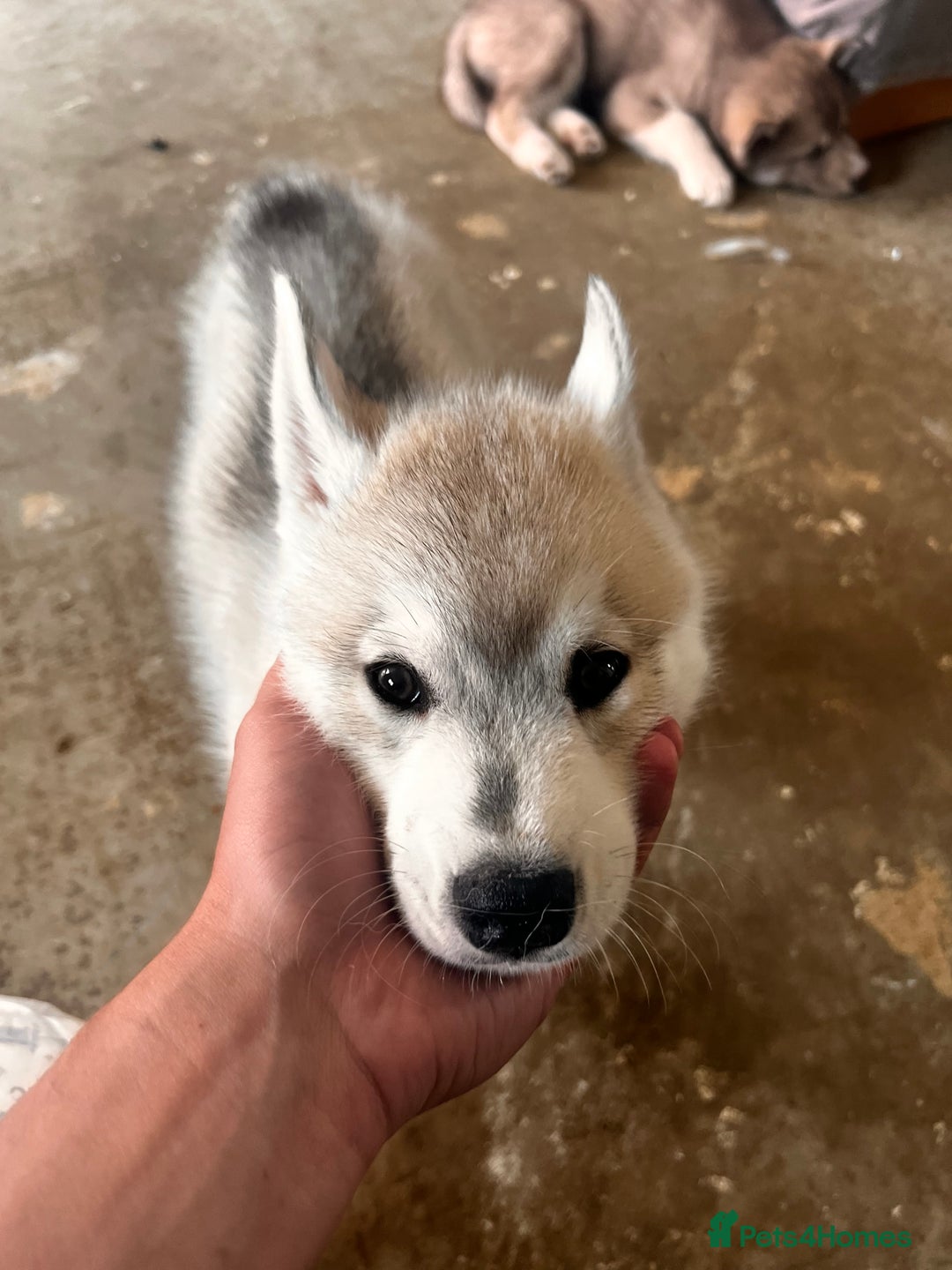 Siberian Husky dogs for sale: 1 male husky puppy white  - Image 1