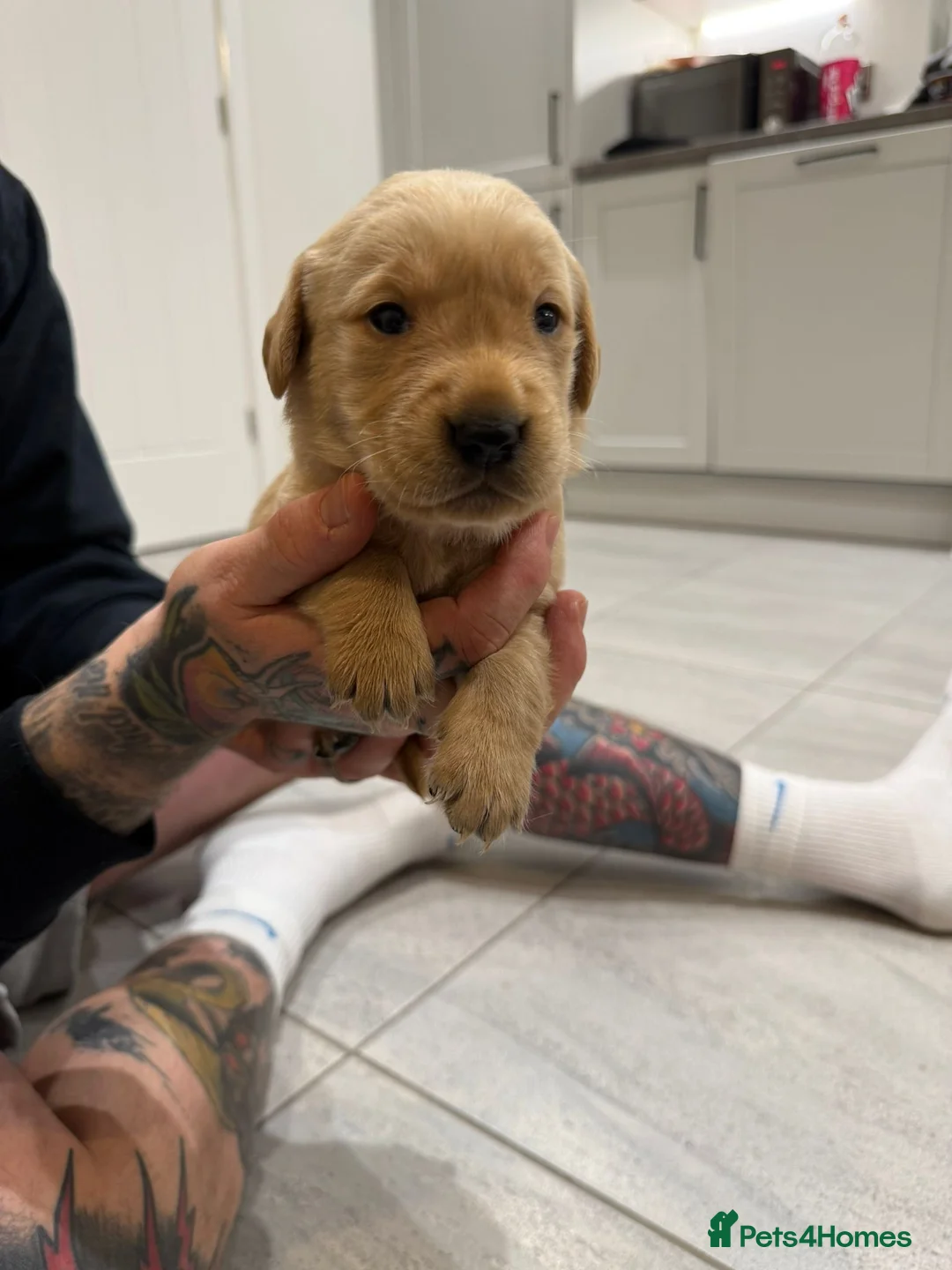 Goldador dogs for sale: Exceptional Goldadoor puppies! - Advert 18