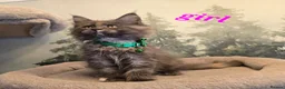 Maine Coon cats for sale: Amazing pure bread Maine Coons kittens  - Advert 18