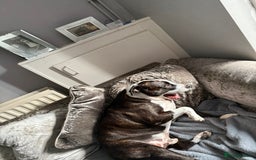 American Bull Staffy dogs for sale: Male Staff - Image 1