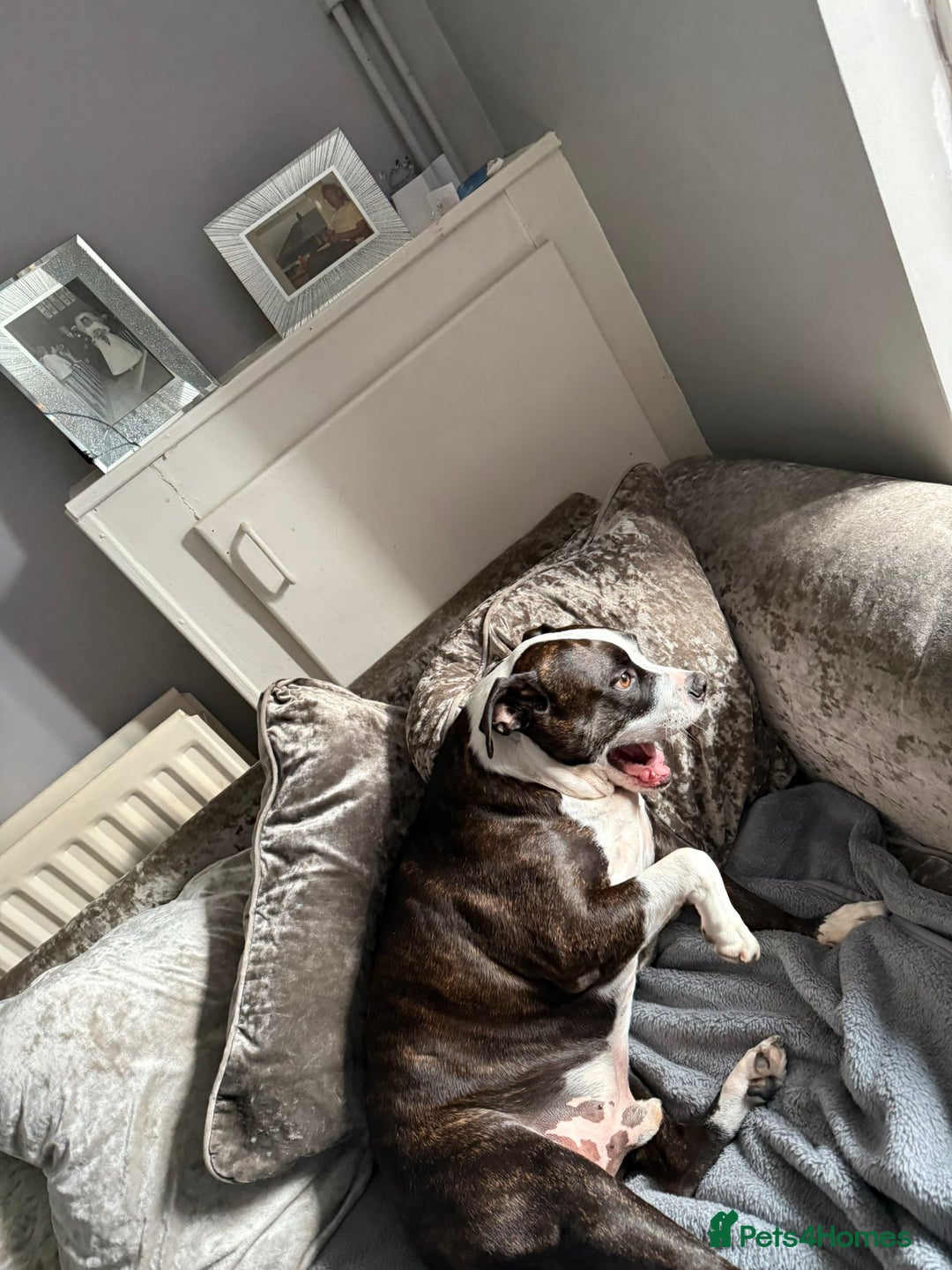 American Bull Staffy dogs for sale: Male Staff - Image 1