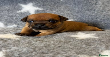 Staffordshire Bull Terrier dogs - Advert 1