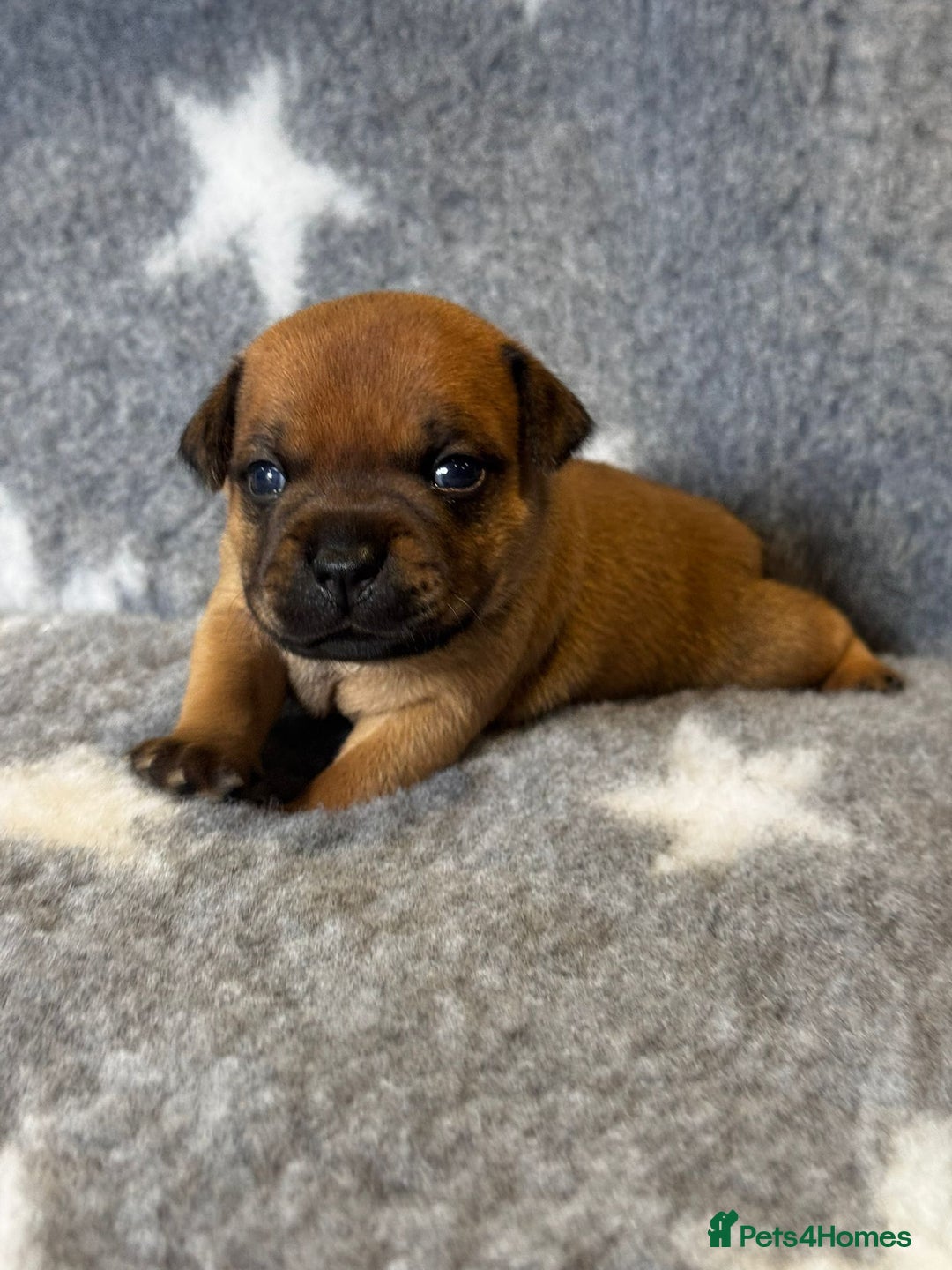 Staffordshire Bull Terrier dogs for sale: Outstanding Vangerbull Red SBT litter!  - Image 3