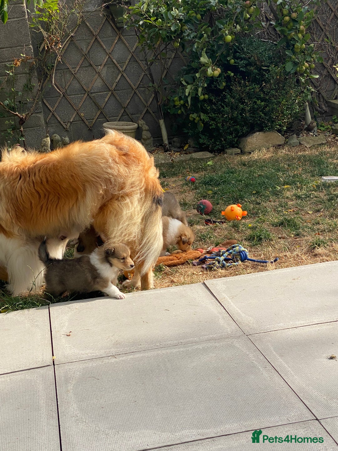 Rough Collie dogs for sale: ROUGH COLLIE  SABLE AND WHITE MALE PUPPIES - Image 16