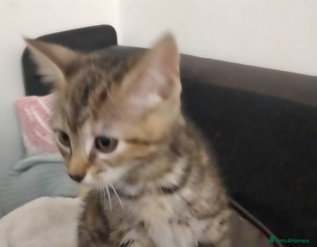 Ragdoll cats for sale: Beautiful Ragdoll x Kittens  - Advert 4