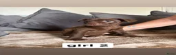 Mixed Breed dogs for sale: 2 beautiful female french bulldog cross puppies  - Advert 2