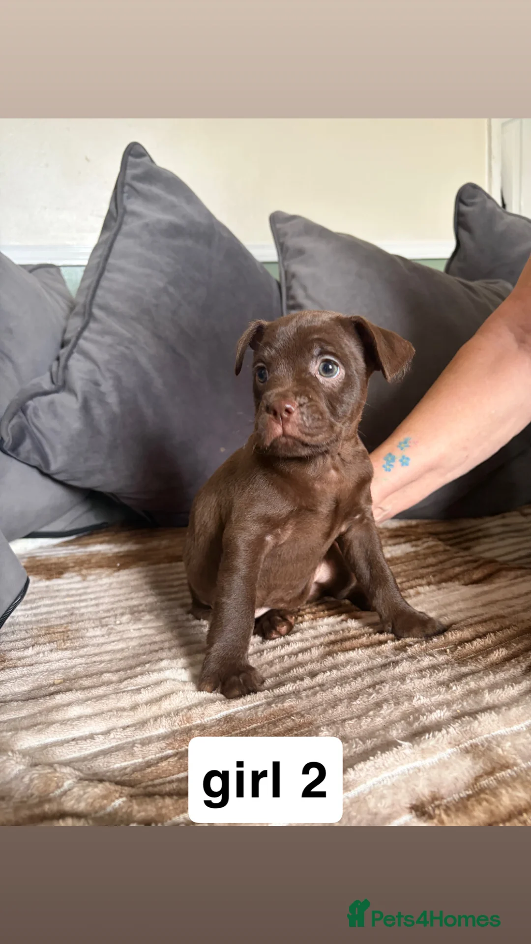 Mixed Breed dogs for sale: 2 beautiful female french bulldog cross puppies  - Advert 2