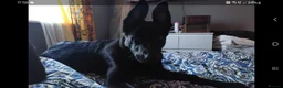 German Shepherd dogs for sale: Lillith - Advert 2