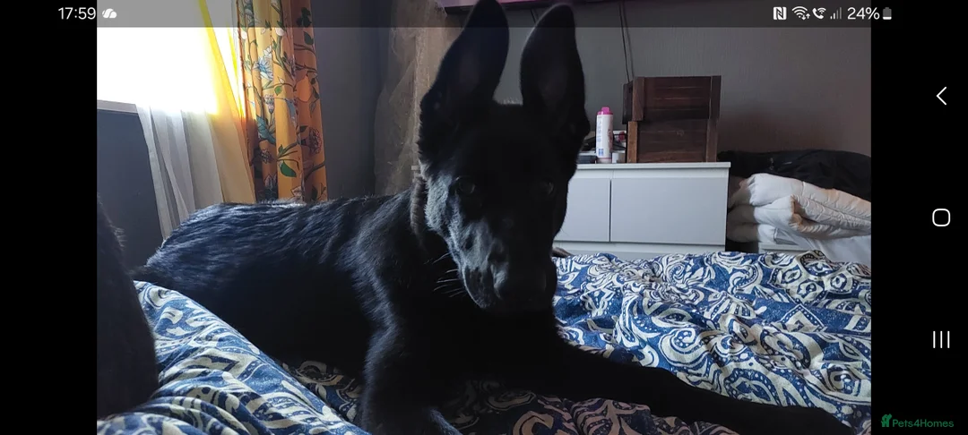 German Shepherd dogs for sale: Lillith - Advert 2