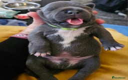 Staffordshire Bull Terrier dogs for sale: Stunning litter of Blue & Black Puppies - Advert 20