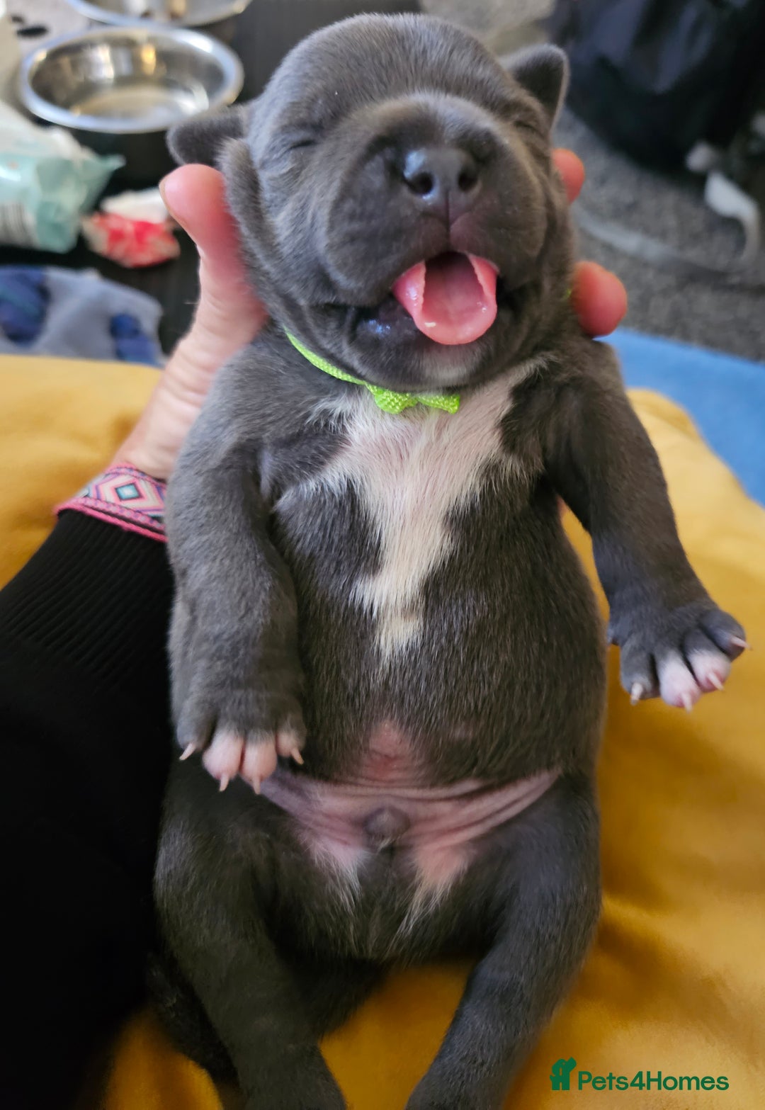 Staffordshire Bull Terrier dogs for sale: Stunning litter of Blue & Black Puppies - Advert 20