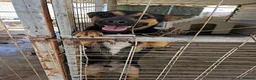 Mixed Breed dogs for adoption: Lucio deserves the chance to thrive  - Advert 11