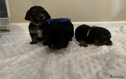 Cockapoo dogs for sale: Cocapoos f1  - Image 12