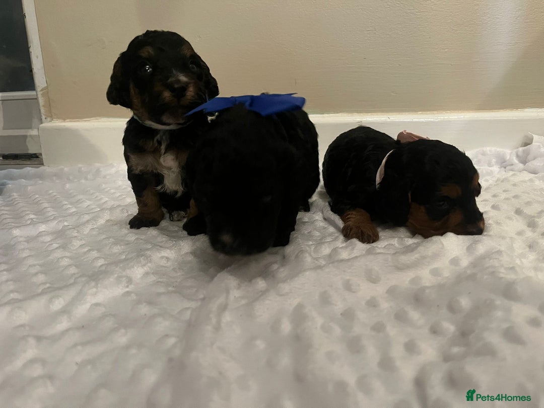 Cockapoo dogs for sale: Cocapoos f1  - Image 12