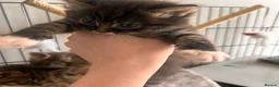 Mixed Breed cats for sale: 3 mixed breed kittens   in Brierley Hill - Advert 8