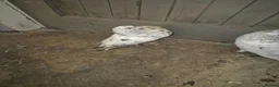 Pigeons birds for sale: 8 pigeons gaditanos for sale in Norwich - Advert 3