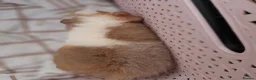 Guinea Pig rodents for sale: Attractive baby boy Guinea Pigs - Advert 6