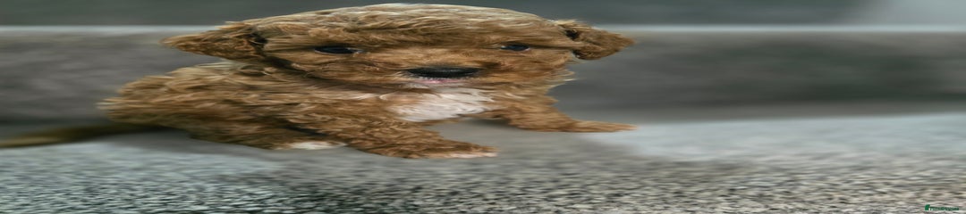 Cavapoo Puppy 5