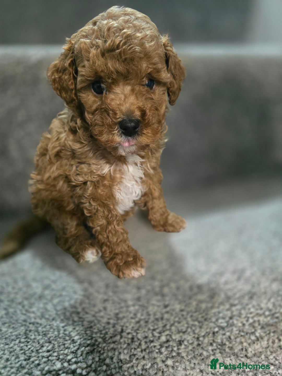 Cavapoo dogs for sale: Miniature F1B Cavapoo puppies 1 Left - Image 4