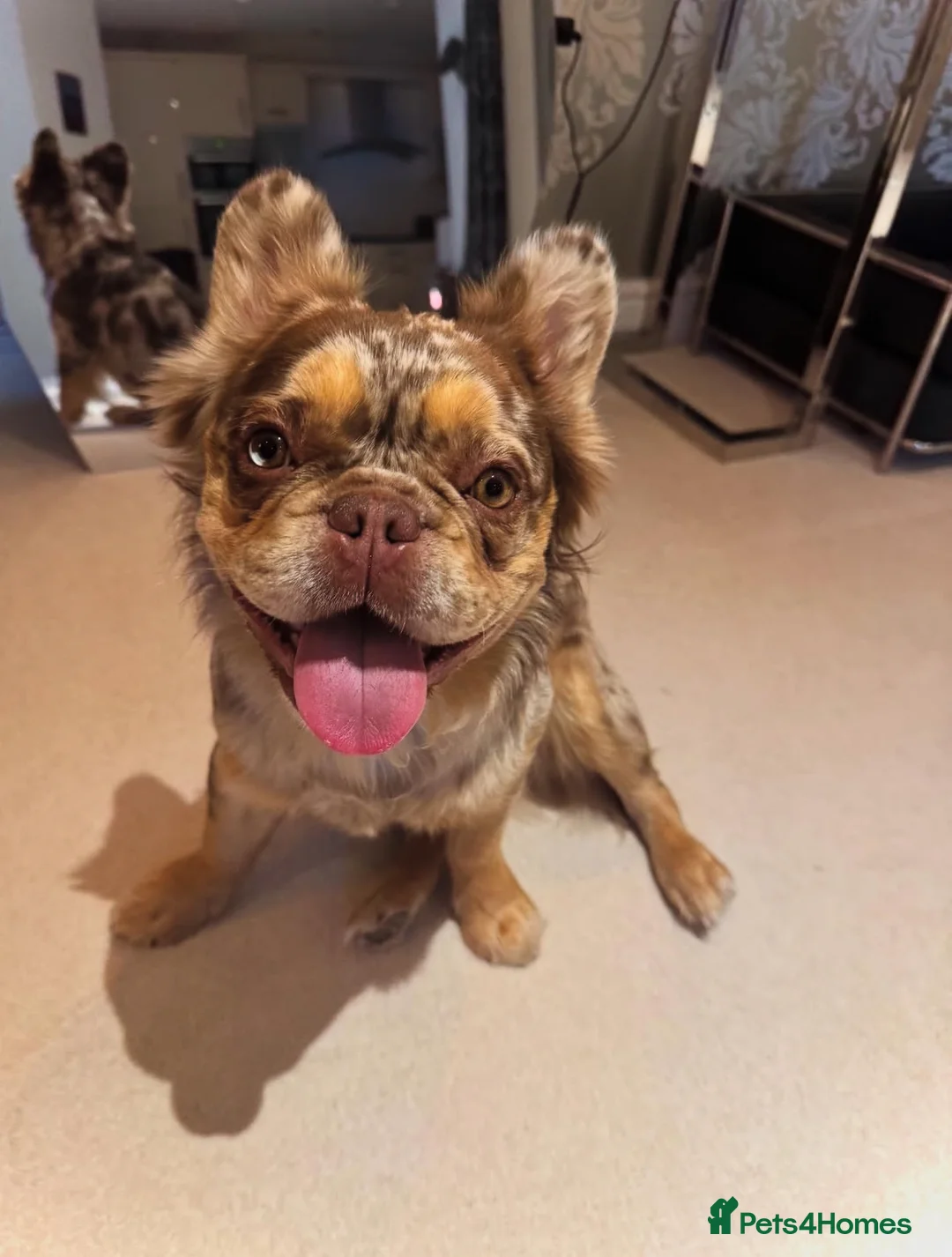 French Bulldog dogs for stud: Visual Fluffy New Shade Rojo Tri Merle 🦁🍫🎨  in Bangor - Advert 20