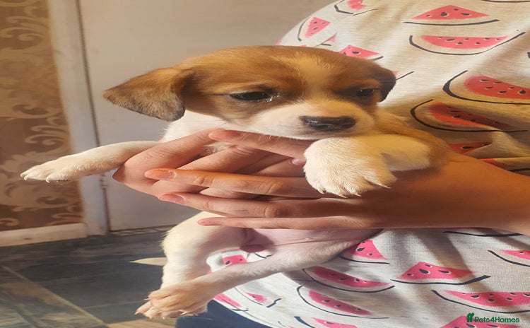 Mixed Breed dogs - Advert 2