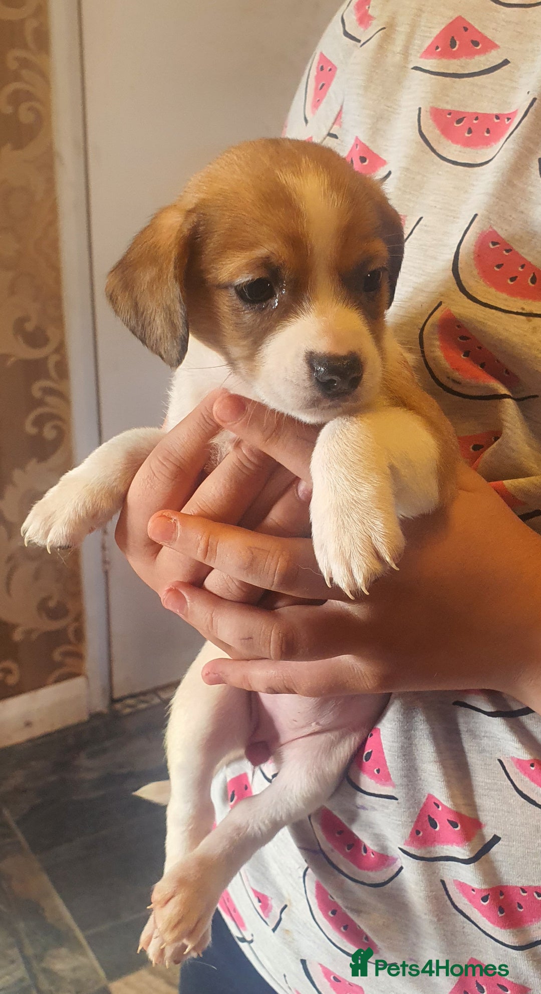 Mixed Breed dogs for sale: Dashound x shih tuz  - Image 1