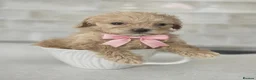 Maltipoo dogs for sale: Tiny toy teddy faced Maltipoo puppies  - Advert 10