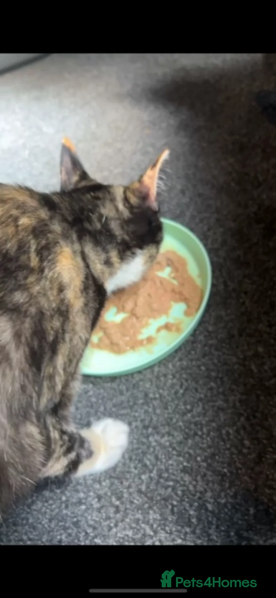 Domestic Shorthair cats for sale: tortie girl 🩷 - Advert 2