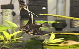 Angelfish fish for sale: Angelfish for Sale in Dagenham - Image 7