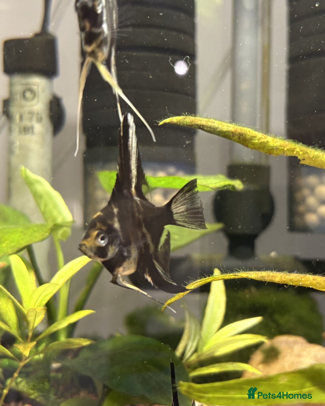 Angelfish fish for sale: Angelfish for Sale in Dagenham - Image 7