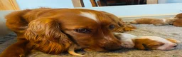 Cocker Spaniel dogs for sale: Beautiful Cockerspaniel Puppies For Sale - Advert 17