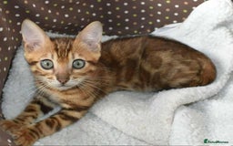 Bengal cats for sale: Quality TICA reg Bengal leopard cubs.  - Image 5