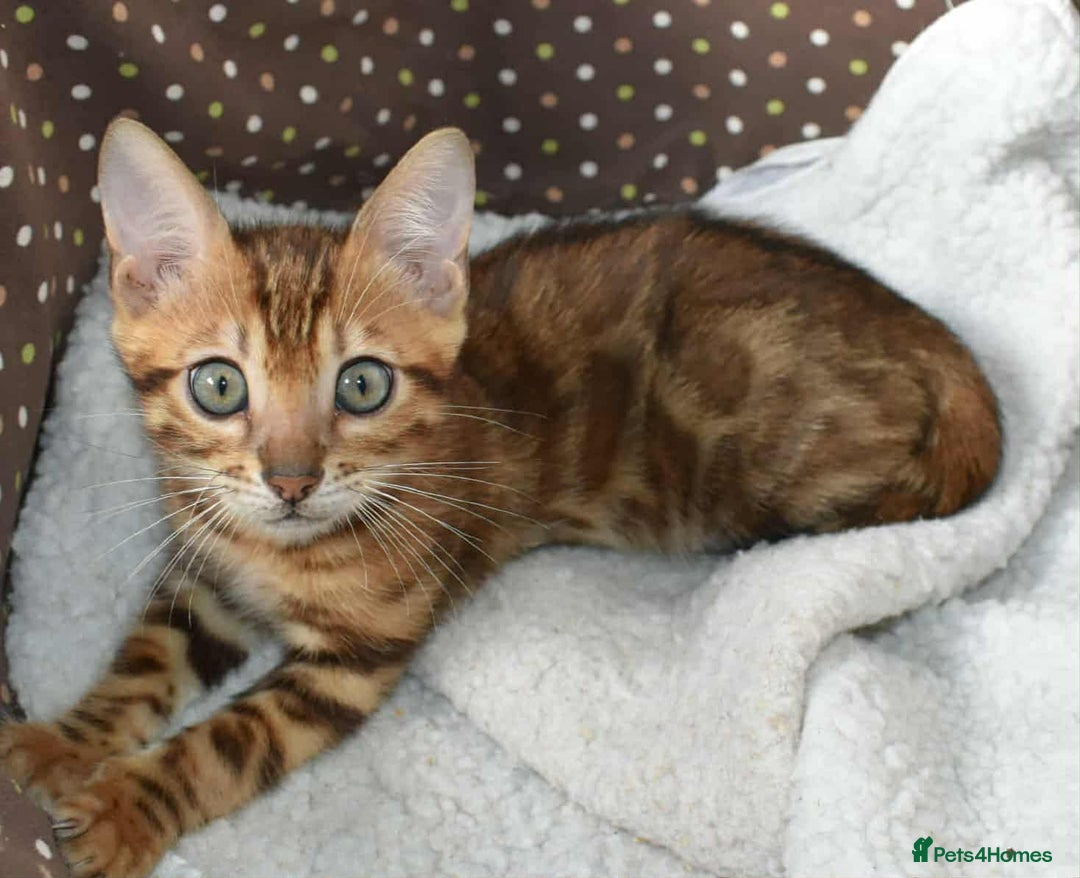 Bengal cats for sale: Quality TICA reg Bengal leopard cubs.  - Image 5