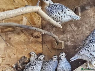 Quail poultry Snowflake Bobwhite quail available - Advert 10