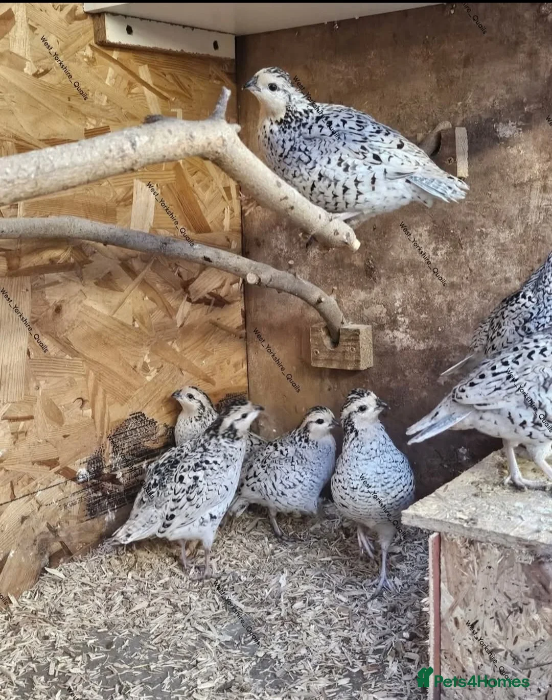 Quail poultry for sale: Snowflake Bobwhite quail available  - Advert 1